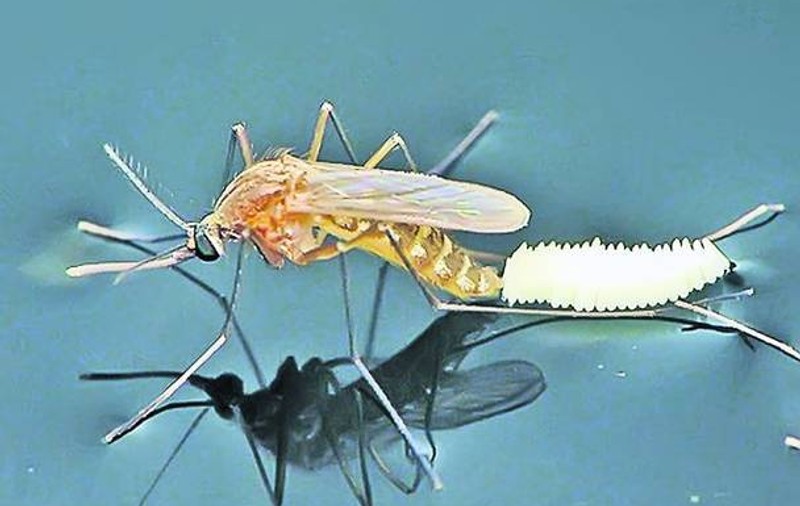 SOLUȚII ÎMPOTRIVA înțepăturilor de insecte