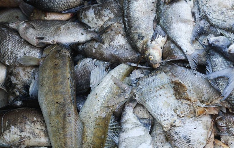 Doi români au pescuit ilegal 1.135 de kilograme de sânger, crap, caras și știucă