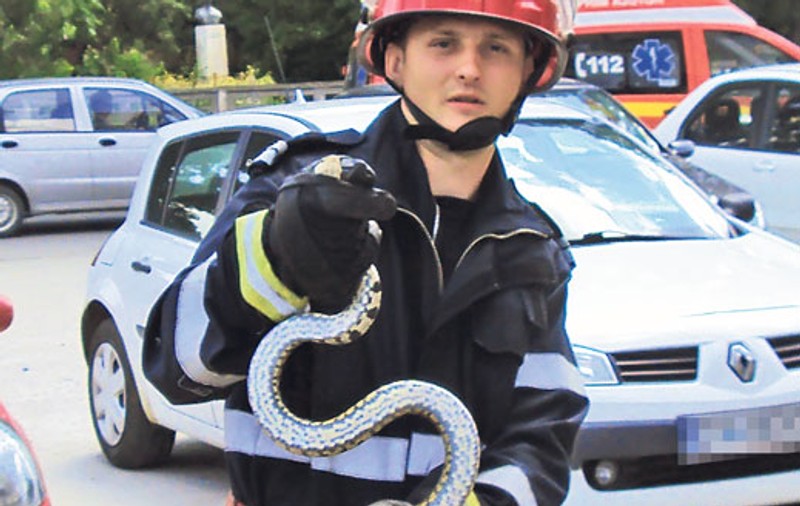 Uite ce şarpe a scos din scara blocului!