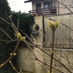 Mirabela Dauer a fost externată. Mesajul transmis de artistă imediat ce a ajuns acasă