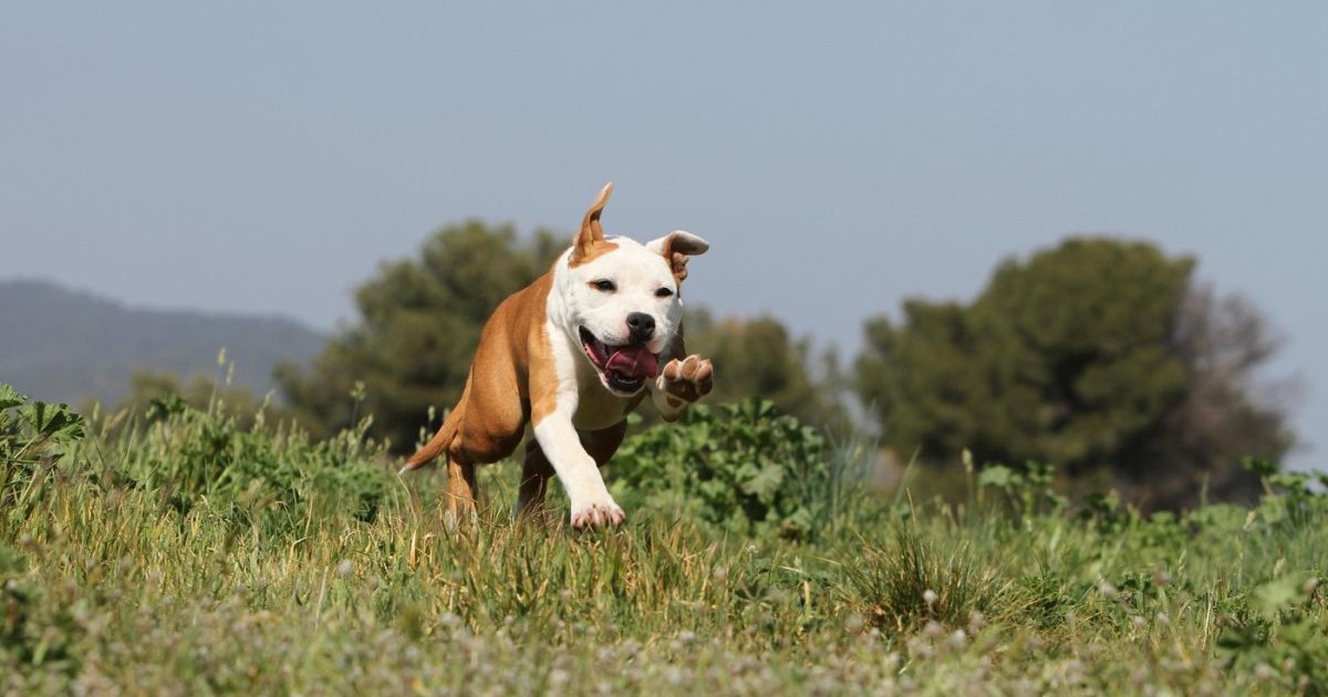 Un câine din rasa Amstaff, maro cu alb, aleargă pe un câmp