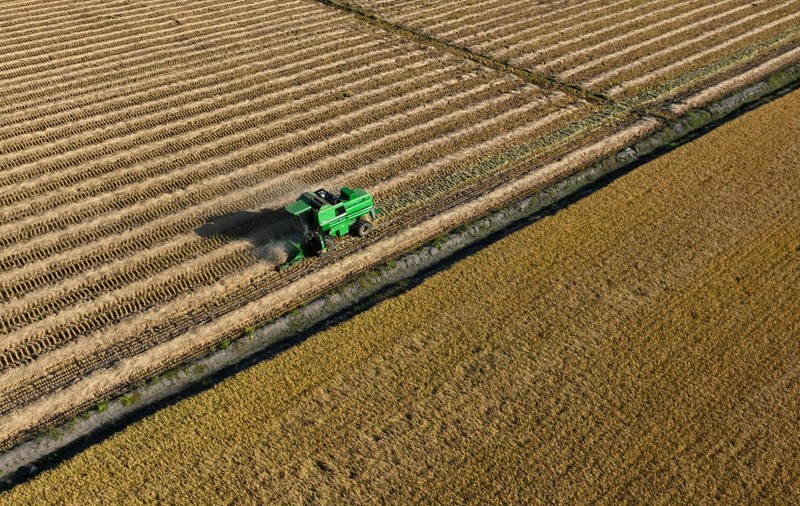 O descoperire genetică majoră ar putea proteja culturile de orez în faţa încălzirii globale