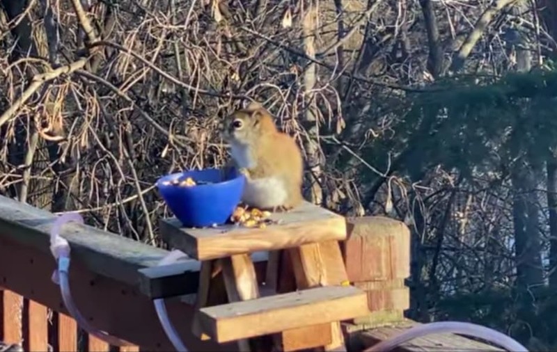 VIDEO | O veveriță amețită face senzație pe internet. Rozătoarea ”s-a îmbătat” de la perele fermentate pe care le-a mâncat
