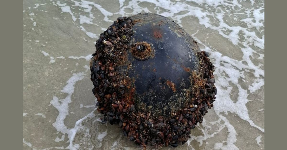 mină marină de contact, acoperită de vegetație marină și scoici, descoperită pe plaja Vadu din comuna Corbu, Costanța, 31 august 2025