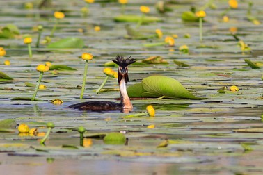 Fotografie via dunareaveche.ro