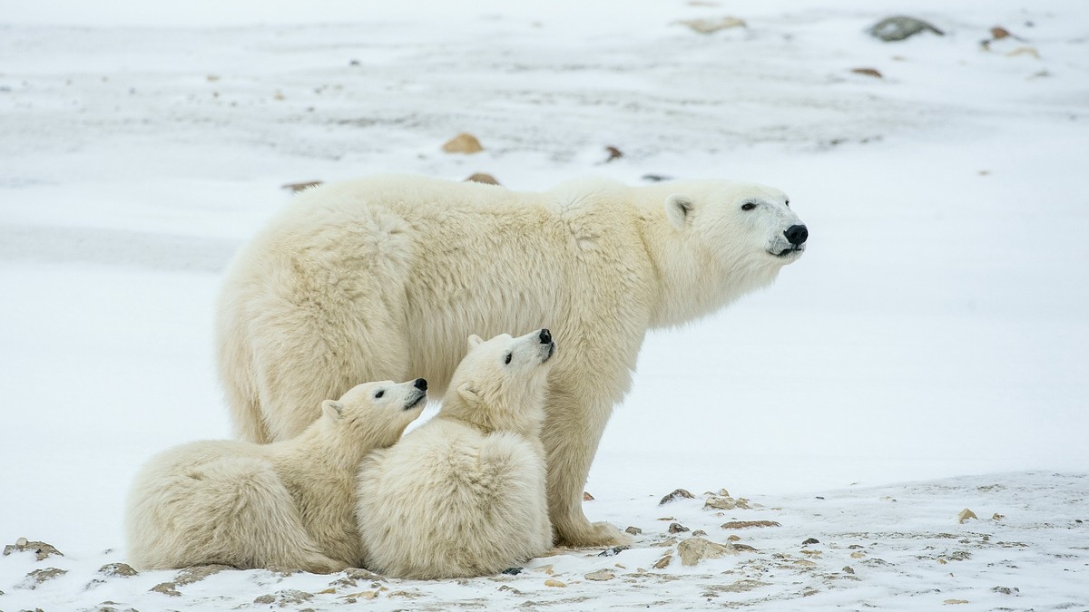 Curiozitati despre ursul polar