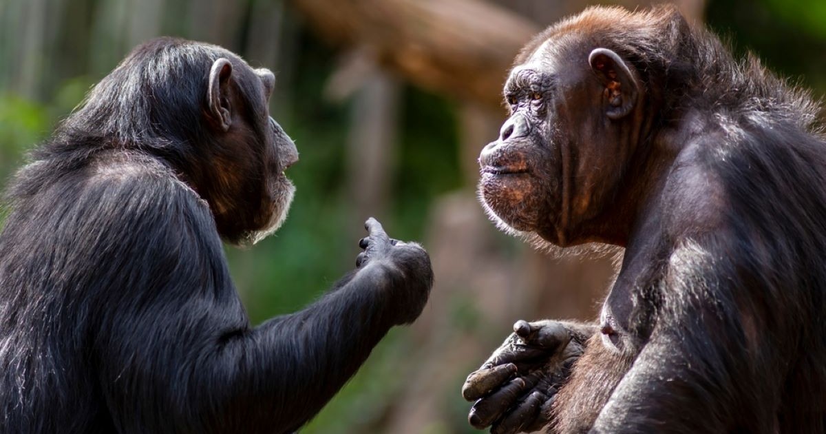 Care sunt cele mai inteligente animale de pe planetă