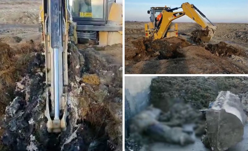 În ianuarie 2021, procurorii au dezgropat leșuri de oi, porci sau vite