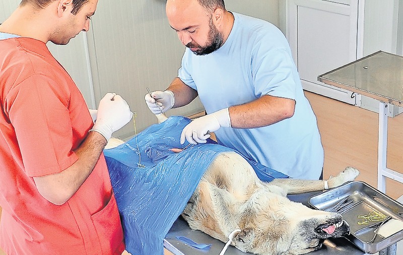 Sterilizarea câinilor ar putea costa de trei ori mai mult