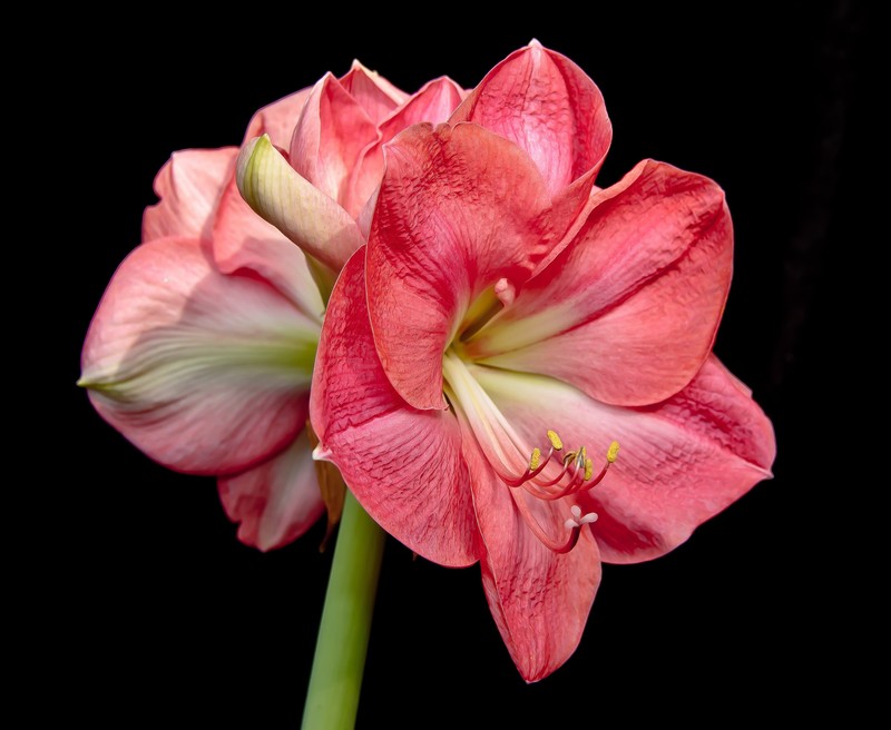 Amaryllis roz