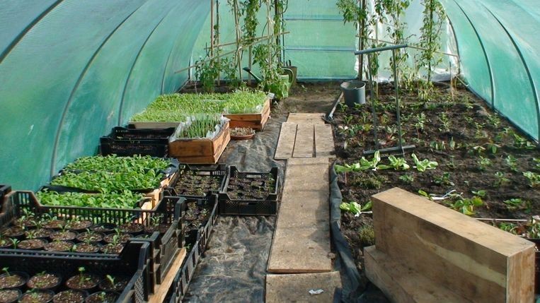 Van D. își cultiva grădina, convins că "doar plantele cu energii bune te hrănesc cu adevărat"