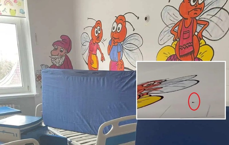 Gândaci în saloanele de Pediatrie de la Spitalul Județean Botoșani: „Mizerie ruptă parcă dintr-un film de groază”. Reacția conducerii | VIDEO
