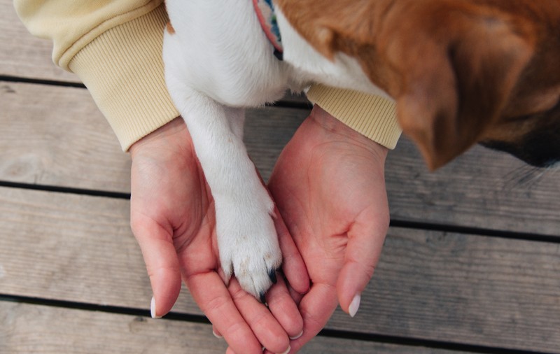 Ce să faci în București în weekendul 23-24 august 2025: Noaptea Dansului, târg de adopții, concerte