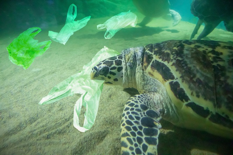 O mare parte din plasticul de pe fundul oceanelor ajunge în organismul viețuitoarelor acvatice | Foto: 123RF