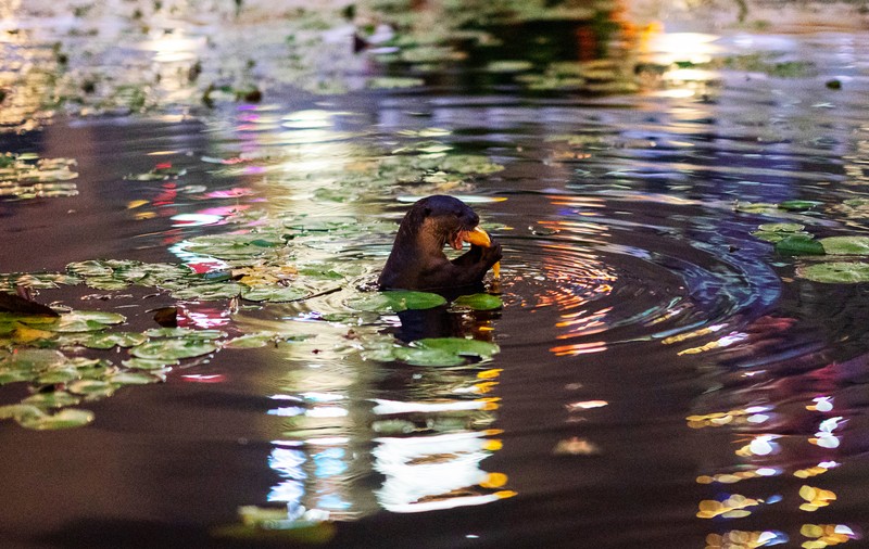 Singapore se confruntă cu o criză a vidrelor. Animalele s-au înmulțit și au început să atace oameni