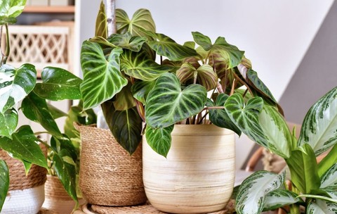 Philodendron (filodendron) - plantare, îngrijire, simbolistică și origine