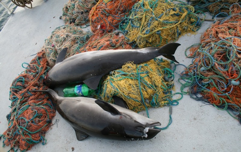 Sute de delfini, victime ale braconajului în Marea Neagră!