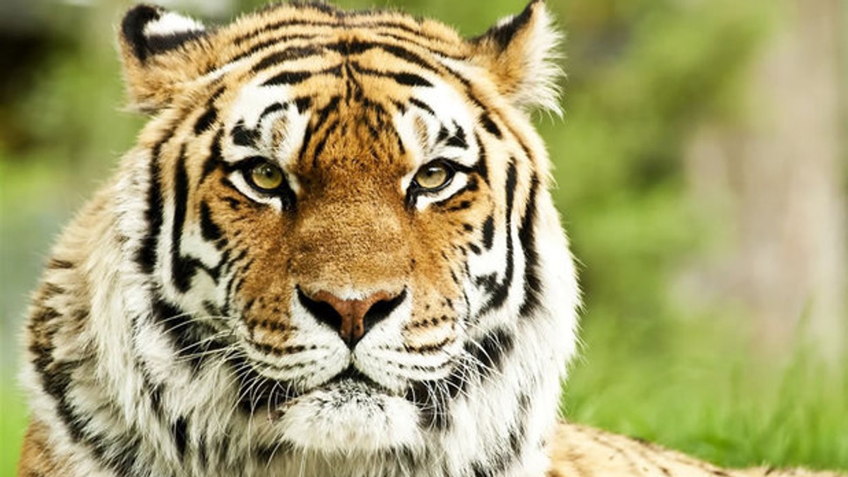 Mobilizarea veterinarilor pentru salvarea unui tigru de la grădina zoologică Galați