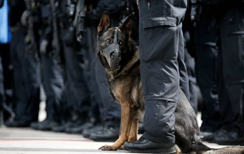 Mafia italiană oferă 5.000 de euro oricui poate să ucidă un câine polițist. Animalul le-a făcut o pagubă uriașă