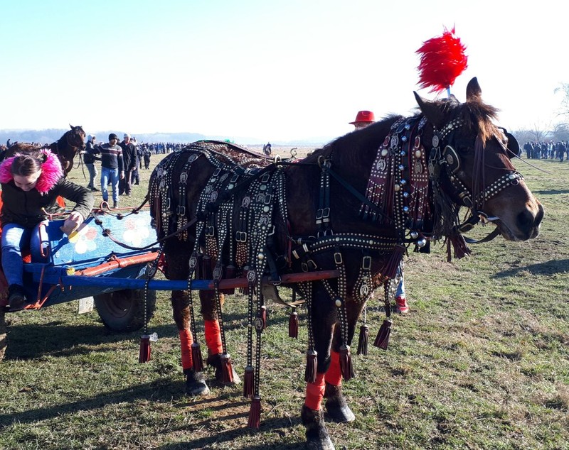 REPORTAJ: Ca să nu mai fie bătuți, caii nu mai intră la proba de tracțiune, la Botezul Cailor de la Pietroșani| FOTO