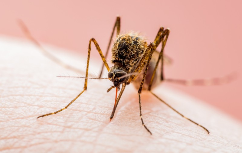 Tot ce trebuie să știm despre virusul West Nile. Tudor Ciuhodaru explică modul cum ne protejăm, care sunt primele simptome, ce tratament există și cine sunt cei mai afectați pacienți