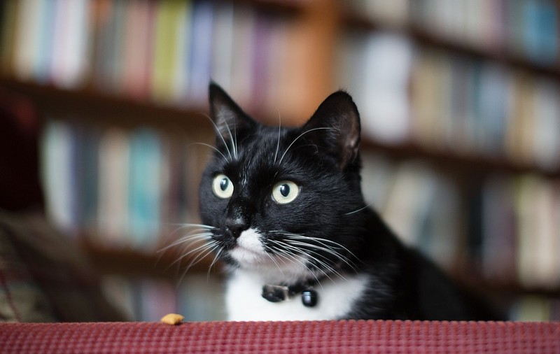 Era o chestiune de timp! După șoareci, a apărut și pisica de bibliotecă | FOTO 