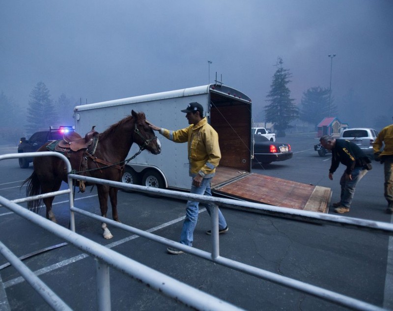 Sandra Bullock donează 100.000 de dolari pentru a ajuta la salvarea animalelor prinse în incendiile din California