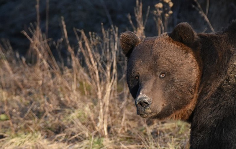 Bărbat din Harghita, în stare gravă după ce a fost atacat de urs