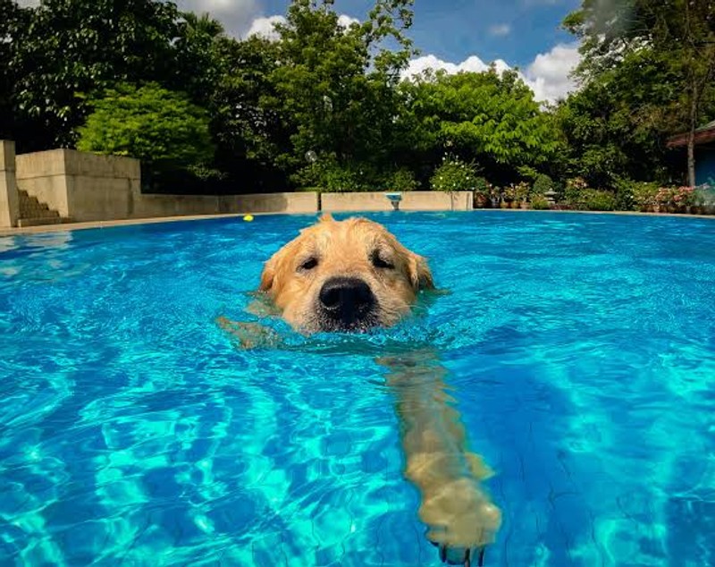 Cele mai bune piscine pentru câini: cât costă, ce modele există și cum alegi varianta potrivită