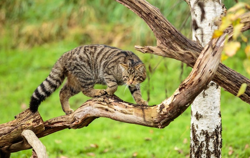 Pisica sălbatică - curiozități și lucruri surprinzătoare despre acest animal