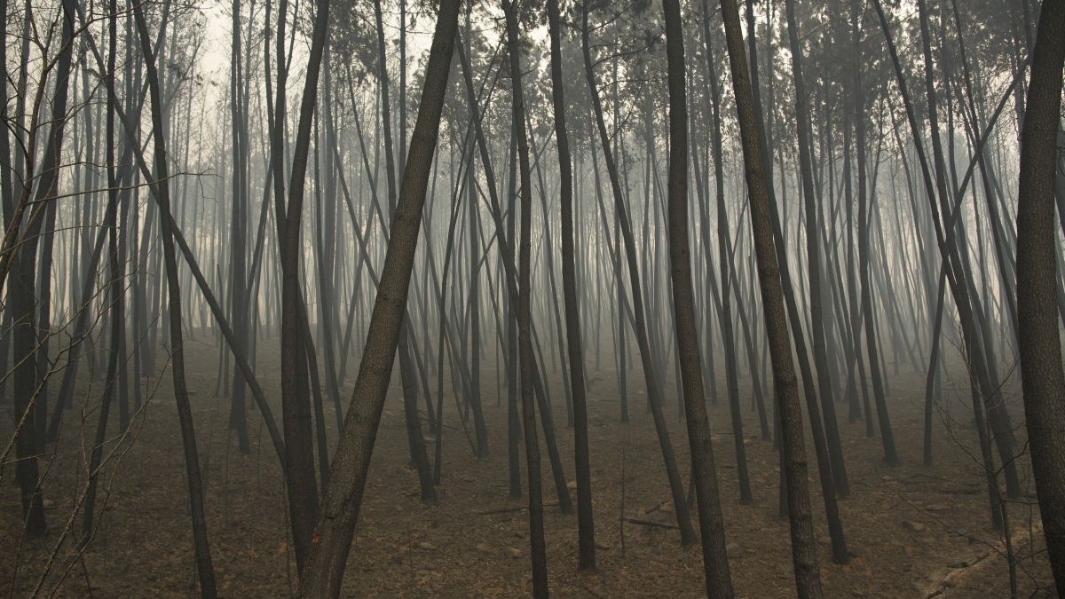 Copaci arși după ce un incendiu de vegetație a luat zeci de vieți pe 19 iunie 2017 lângă Castanheira de Pera, în districtul Leiria, Portugalia