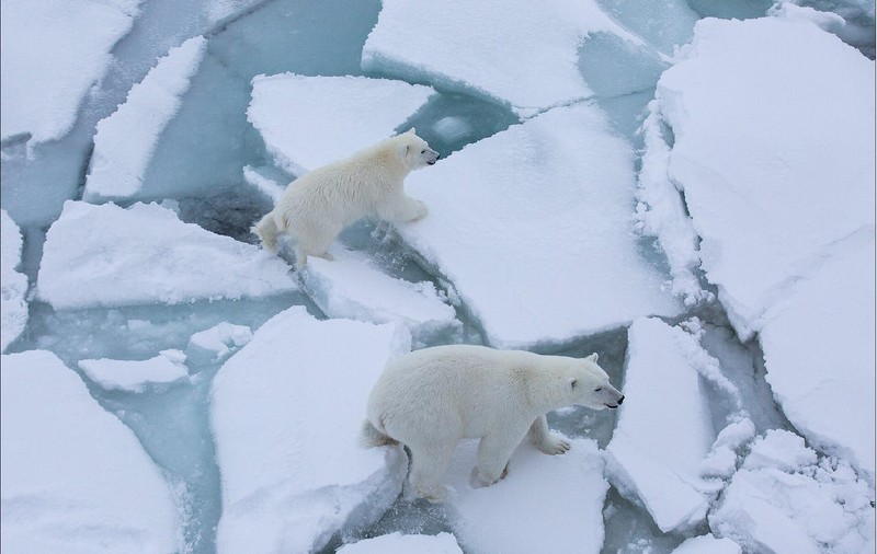 Regiunea arctică a Rusiei pierde în fiecare an miliarde de tone de gheață, din cauza încălzirii climei