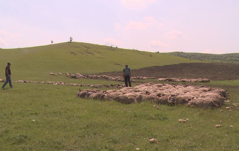 VASLUI: 400 de oi au murit după ce s-au aruncat într-o râpă ca să bea apă