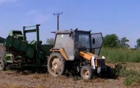Leguma cu producţie record costă de 4 ori mai mult la supermarket decât la fermă. Recoltele tot nu ne ajung