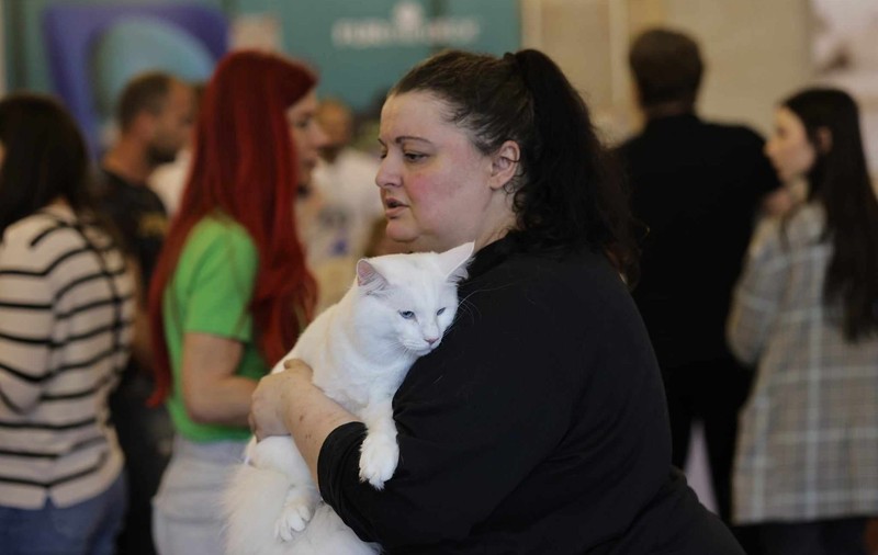 Nordri, câştigătorul cupei europene feline 2024, un superb motan alb din rasa Norvegian de Pădure, poate fi admirat la SofistiCAT, la Sala Palatului