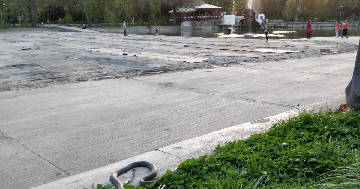 Un bărbat din Neamț a fost mușcat de un șarpele cu care s-a jucat