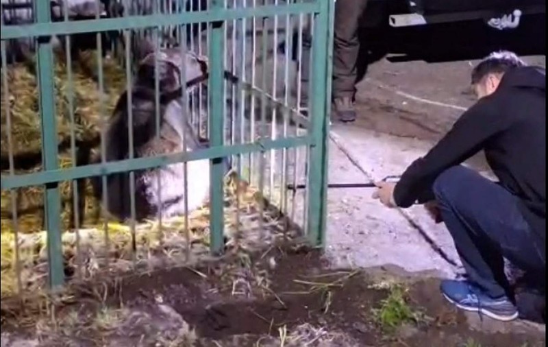 Ce s-a întâmplat cu ursul care a speriat Câmpina după ce a fost prins de polițiști