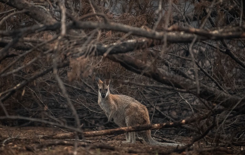 Australia anunţă formarea fenomenului meteorologic El Nino, asociat cu secete și incendii de pădure