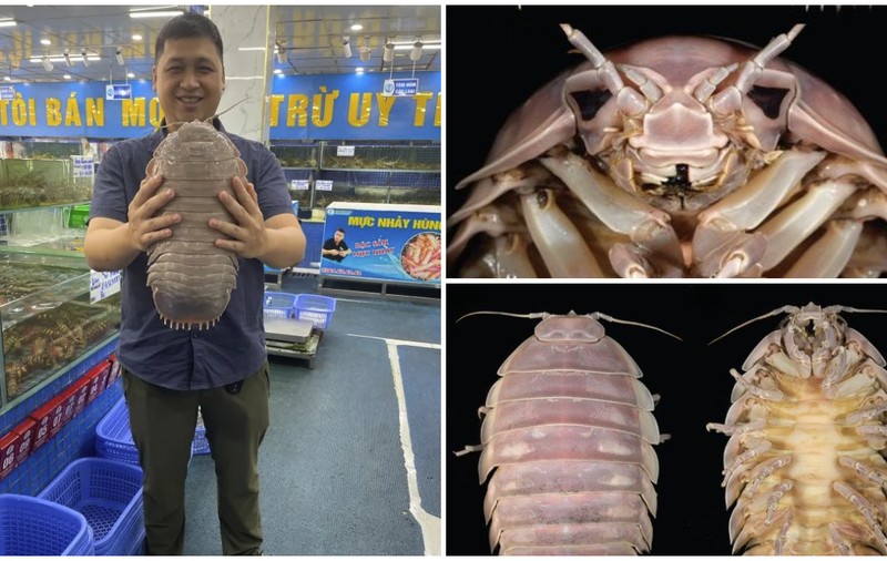 Cercetătorii au descoperit Bathynomus vaderi, un crustaceu gigant, în Vietnam. Specia este numită după Darth Vader din „Star Wars”