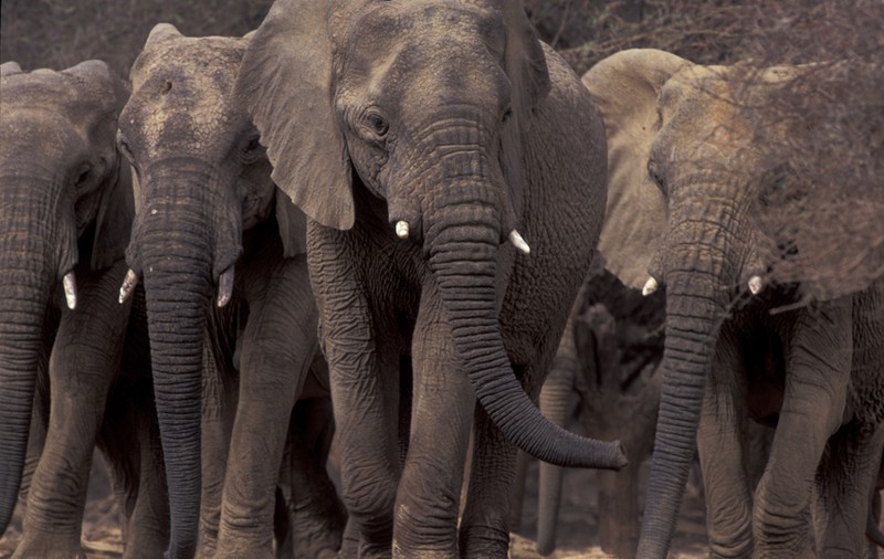 Misterul zecilor de elefanți africani morți în Zimbabwe, elucidat de oamenii de știință