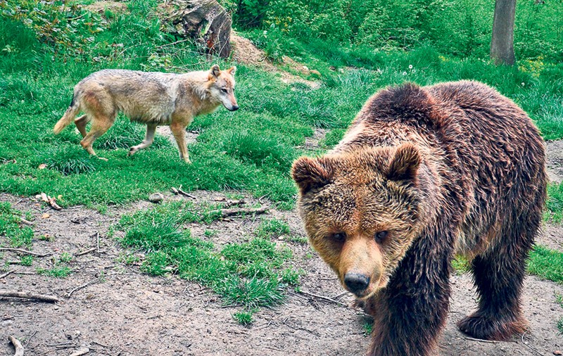 Cel mai bătrân urs de la rezervaţia din Zărneşti se bucură de viaţă la 42 de ani