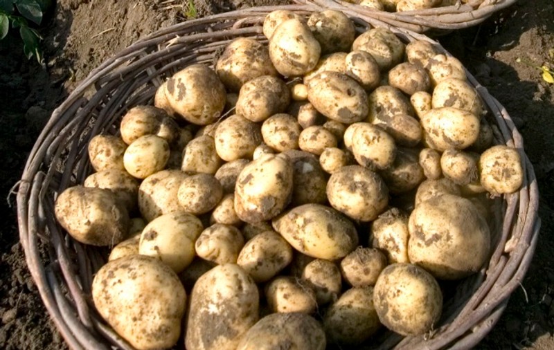 Din cauza crizei, austriecii cultivă cartofi pe balcon