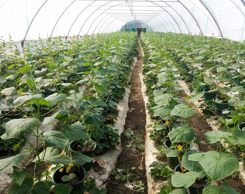VIDEO EXCLUSIV/Au muncit din greu în Anglia, dar au venit acasă să facă agricultură. Șapte olteni au reînviat C.A.P.-ul!