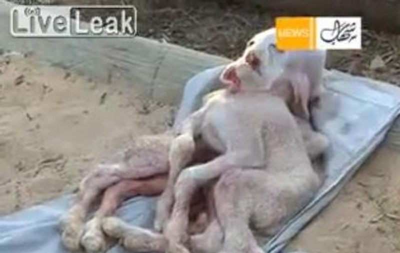 Asta e CAPRA cu 8 picioare şi chip de om! | VIDEO