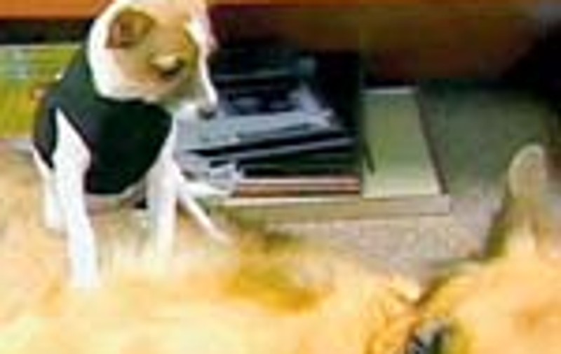 Chihuahua, cel mai mic 'politist' cu patru labe