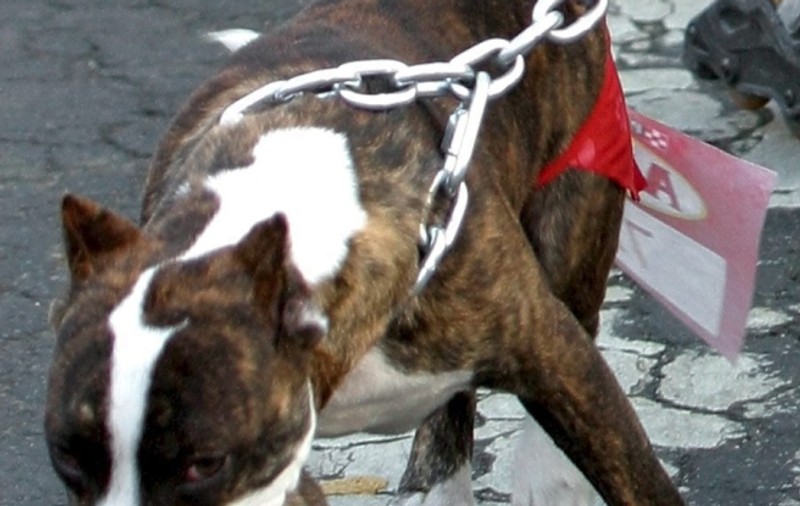 Bătrân din Suceava, sfâşiat de doi câini pitbull