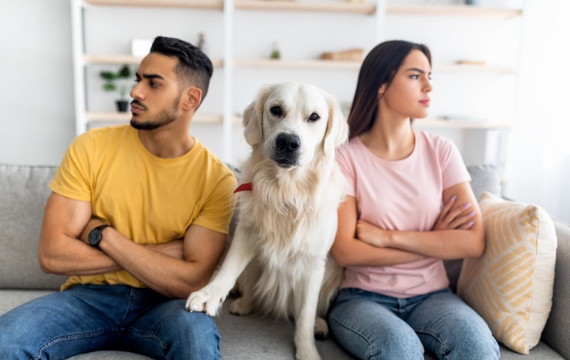 Spania oferă custodia alternativă pentru animalele de companie în cazul unui divorț