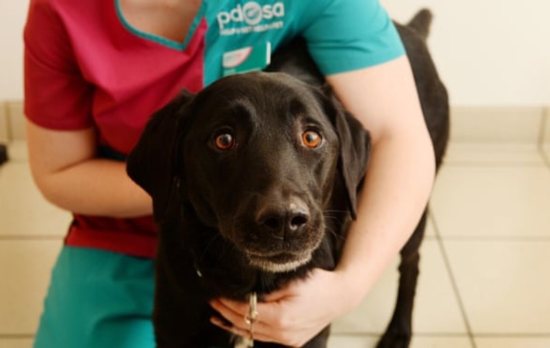 Labrador salvat de doctori după ce a mâncat 34 de decorațiuni de Crăciun legate cu panglici