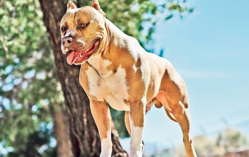 Copil de 9 luni din Tulcea, sfâşiat de câinele pitbull al familiei