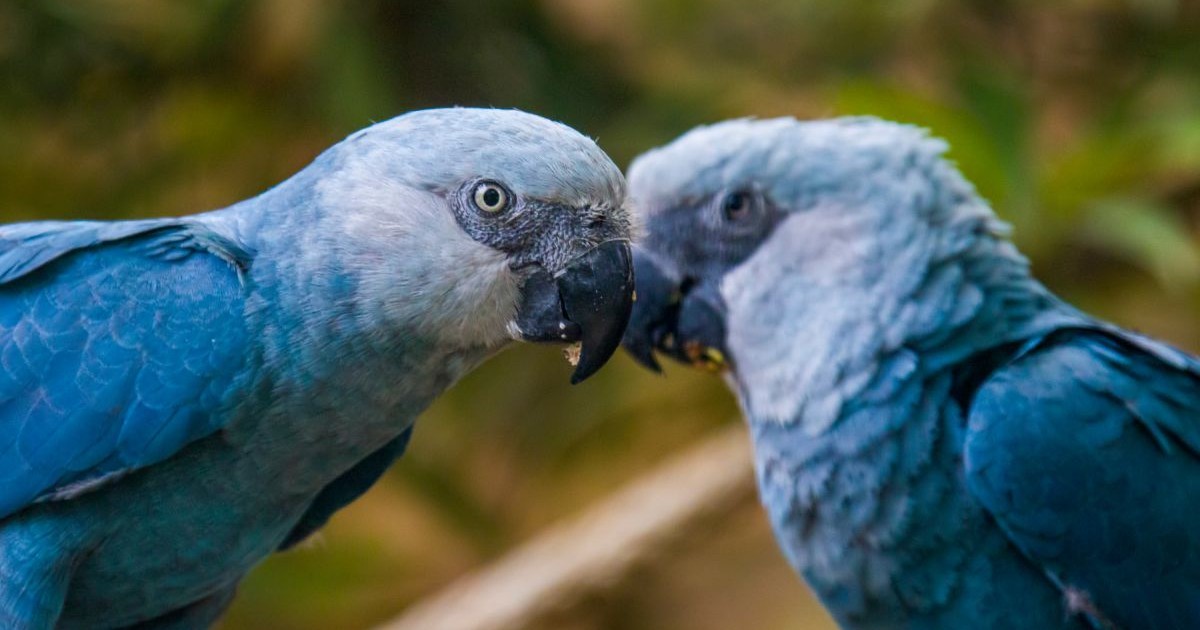 Doi papagali albastri Spix’s macaw ,o specie de papagal originară din Brazilia. Este un papagal de mărime medie. IUCN consideră că ara lui Spix este probabil dispărută din sălbăticie. Ultima sa adăpost cunoscut în sălbăticie a fost în Brazilia.